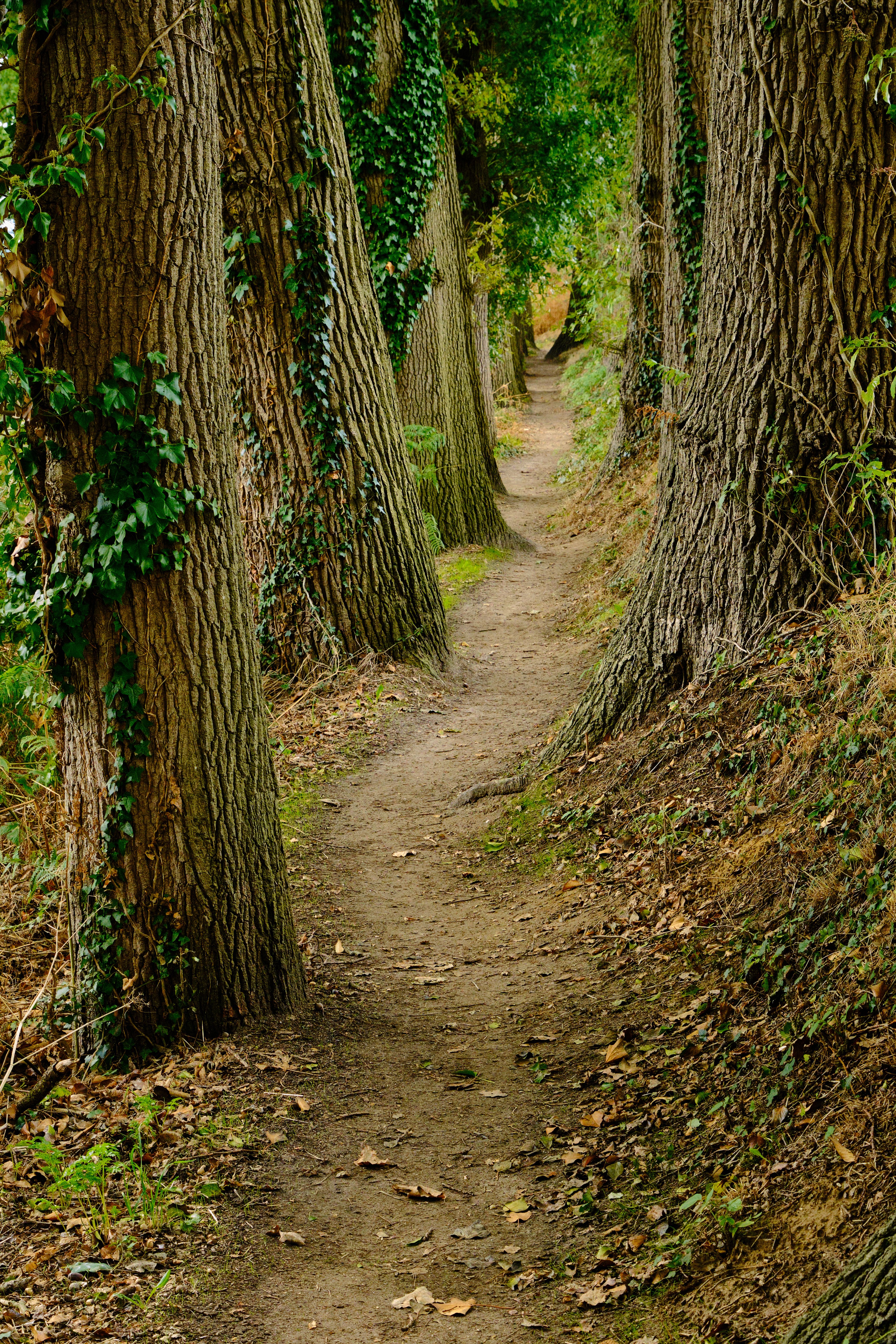 Footpath among Trees · Free Stock Photo
