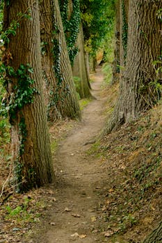 Explore a tranquil forest path surrounded by towering trees and vibrant greenery.