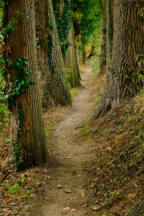 Free Explore a tranquil forest path surrounded by towering trees and vibrant greenery. Stock Photo
