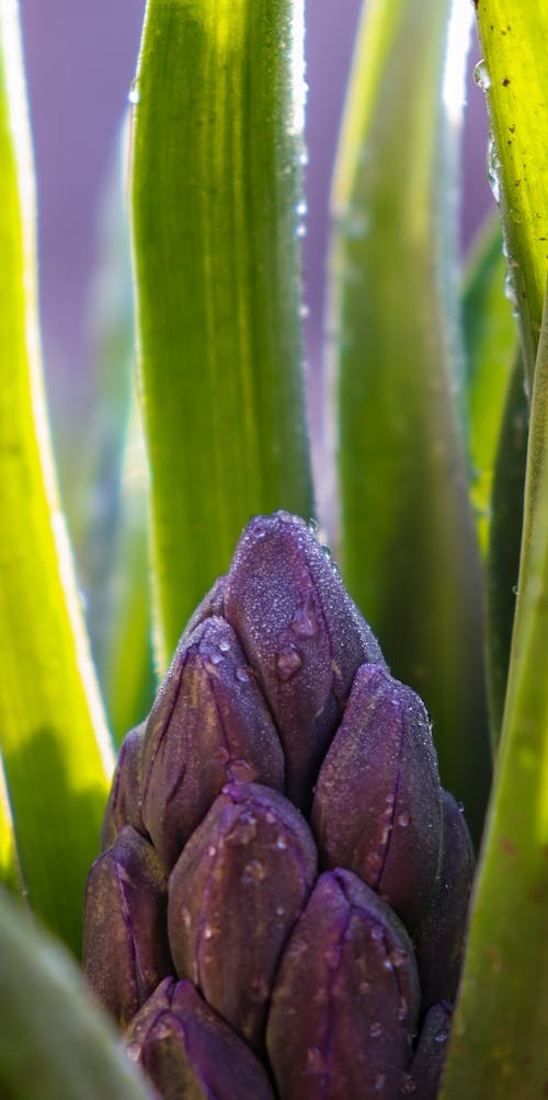 Kostnadsfri bild av bakgrund, blomma, blommor