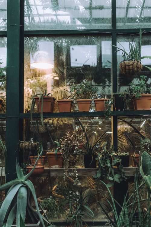 Free A lush display of various plants in an indoor greenhouse setting with ample light. Stock Photo