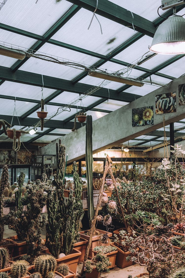 Exposition In The Greenhouse Of A Plant Shop