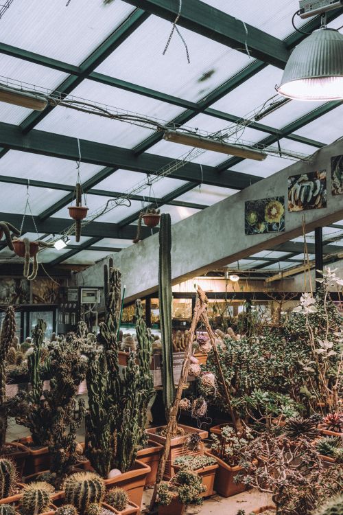 Free A diverse collection of cacti and succulents in an indoor greenhouse environment, ideal for plant enthusiasts. Stock Photo