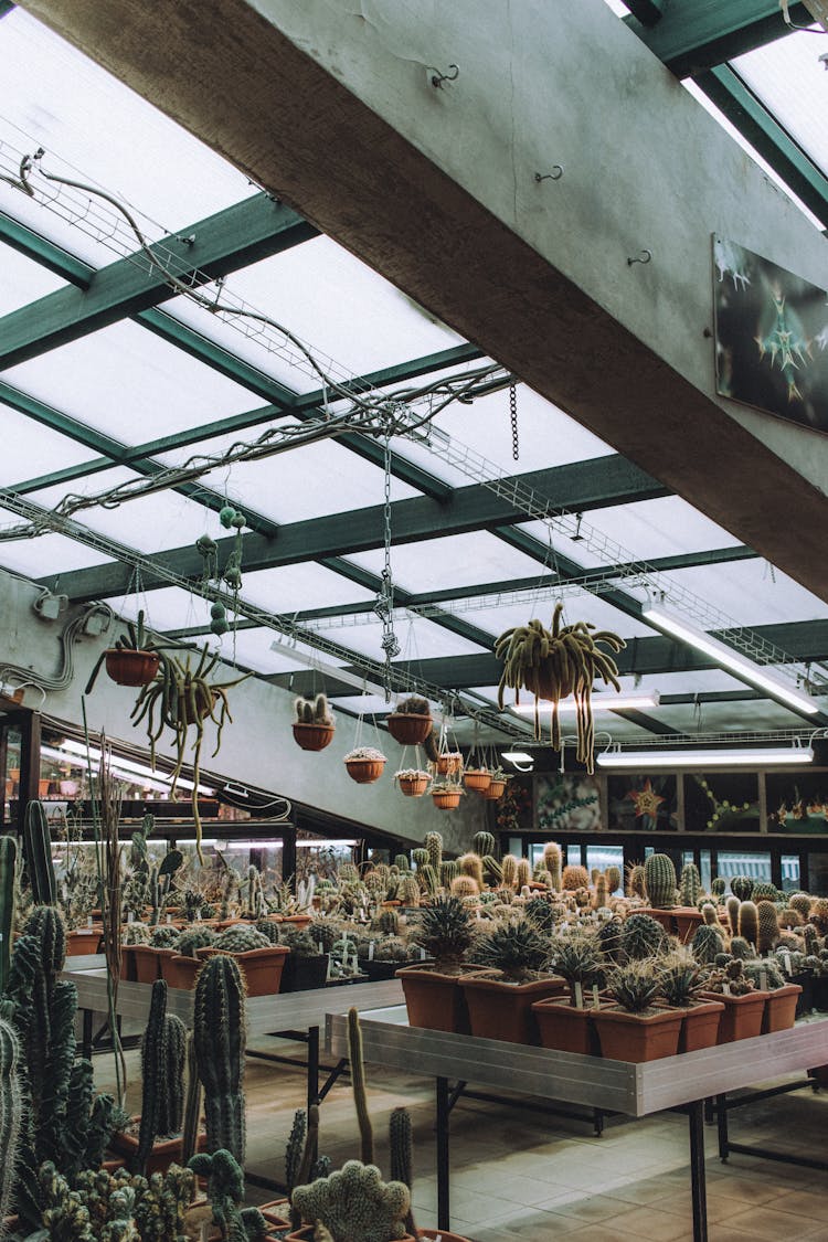 Cactus Plants In Pots In Greenhouse