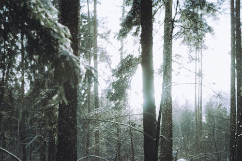 Fotobanka s bezplatnými fotkami na tému borovica, chladný, fores