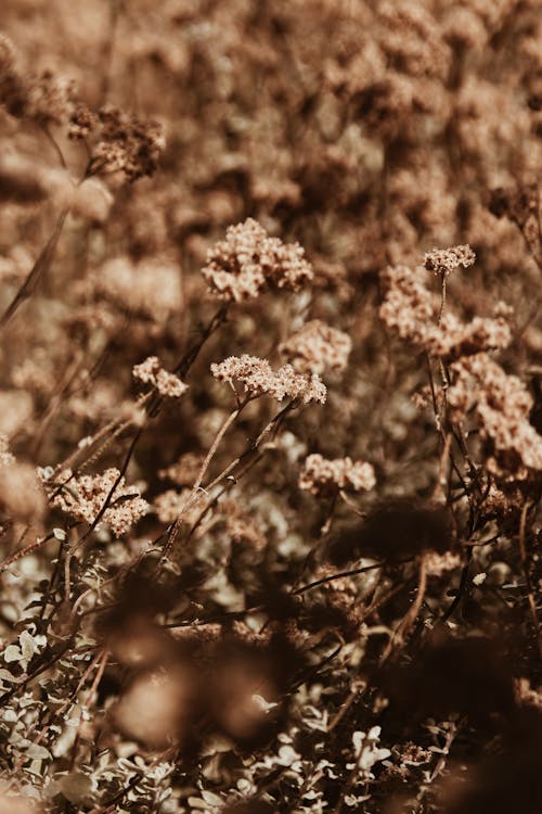 Free stock photo of africa, beautiful, beautiful flower