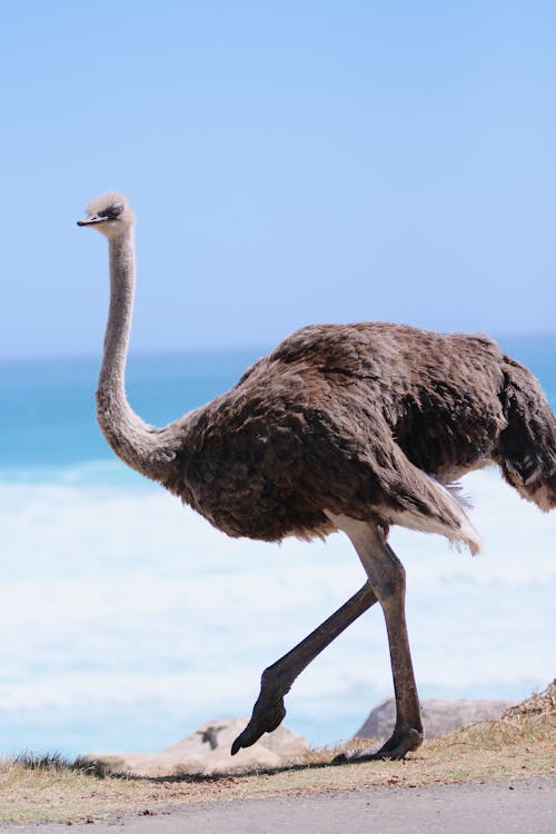An Ostrich Walking on a Seacoast