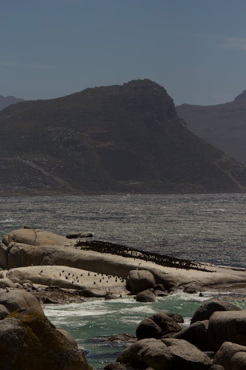 Fotobanka s bezplatnými fotkami na tému africký tučniak, balvany, dobrodružstvo