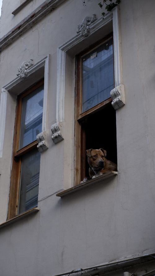 Free Brown dog gazes longingly from a window in a city building. Stock Photo