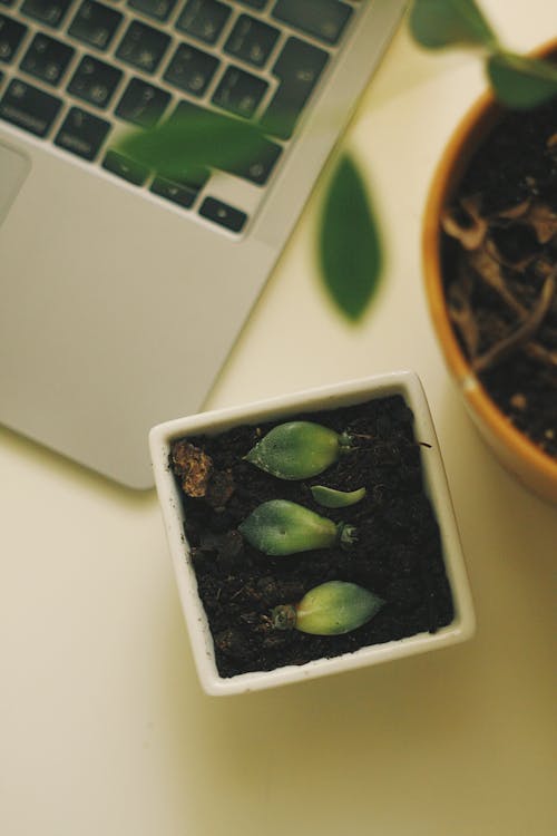 Potted Plants Standing next to a Laptop 