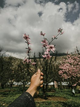 A hand holding delicate pink blossoms against a backdrop of beautiful spring scenery in Manasbal.