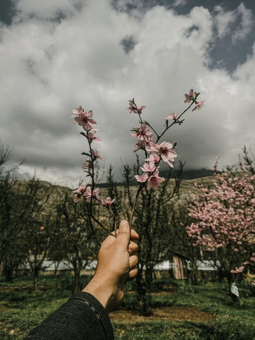 Free A hand holding delicate pink blossoms against a backdrop of beautiful spring scenery in Manasbal. Stock Photo