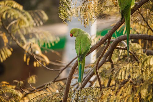 Parrot Perching on Branch