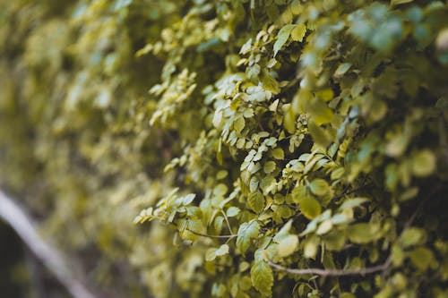 green leaves