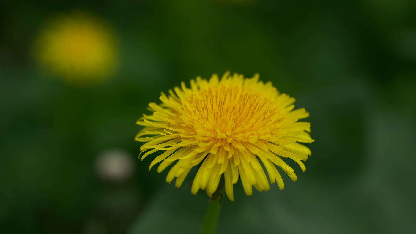 What actually kills weeds without ruining the lawn — six weeks of testing four products