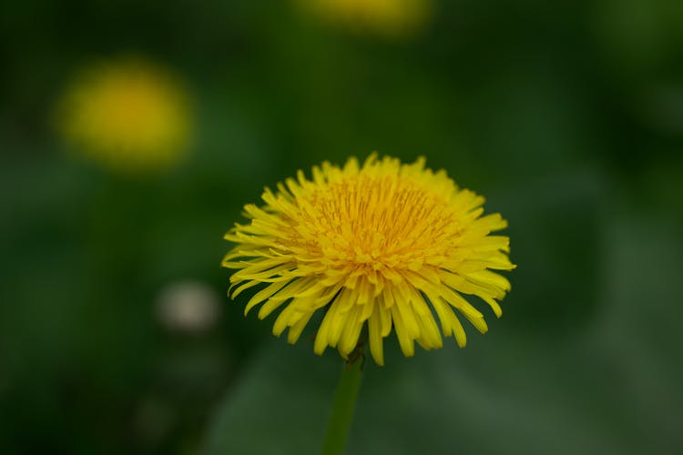 Close Up Of Dandelion Flower