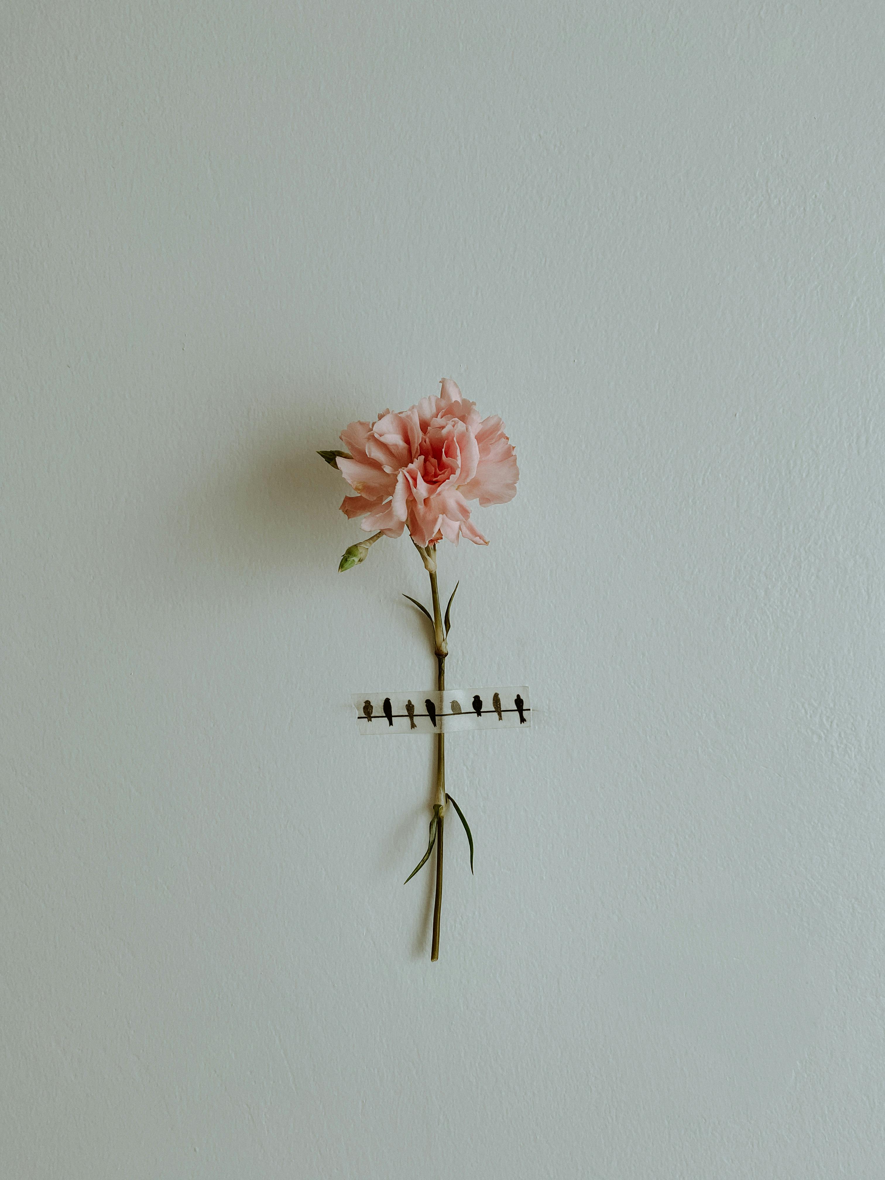 Single pink carnation flower creatively pinned to a white wall. Perfect for minimalistic decor.