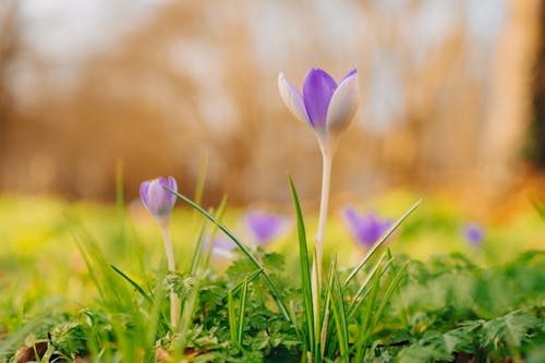 Selective Focus on Lilacs in the Grass