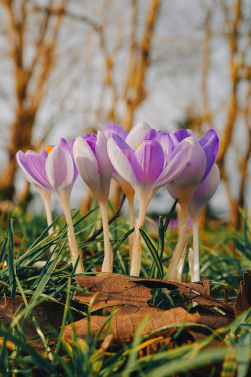 Close up of Crocuses in Spring 
