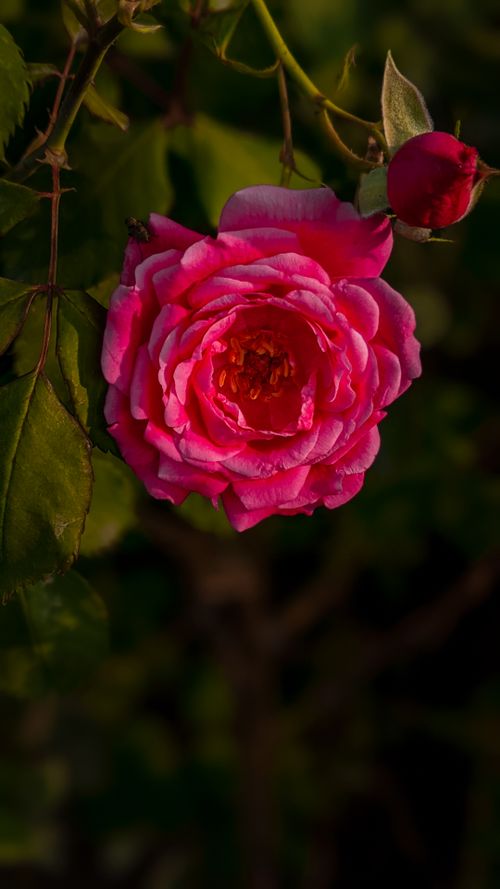 Free Close-up of a vivid pink rose in a Lahore garden showcasing natural beauty. Stock Photo