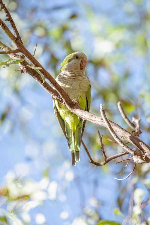 Fotos de stock gratuitas de animal, bird, de cerca