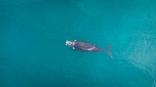 Aerial View of a Whale 