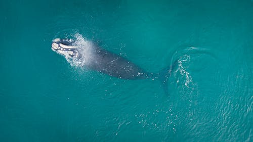 クジラ, 動物, 水の無料の写真素材