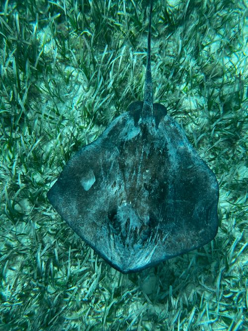 Free High angle underwater shot of a stingray swimming over seagrass in San Pedro, Belize. Stock Photo