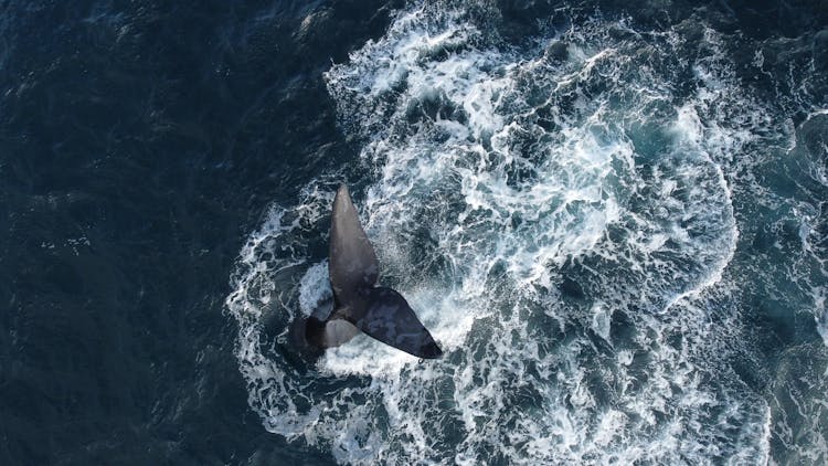 Top View Of A Whale In The Sea