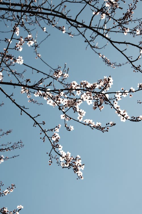 Ingyenes stockfotó ágak, cseresznyefa, fehér virágok témában