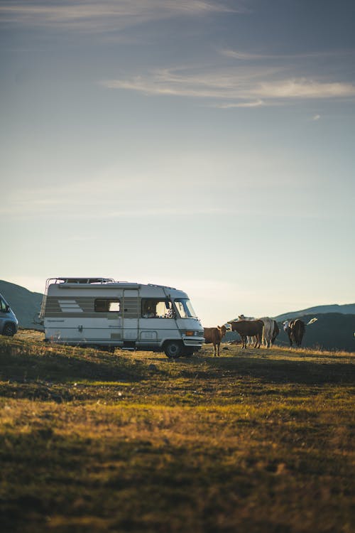 Camper Op De Vlaktes Van Noorwegen Met De Vaches