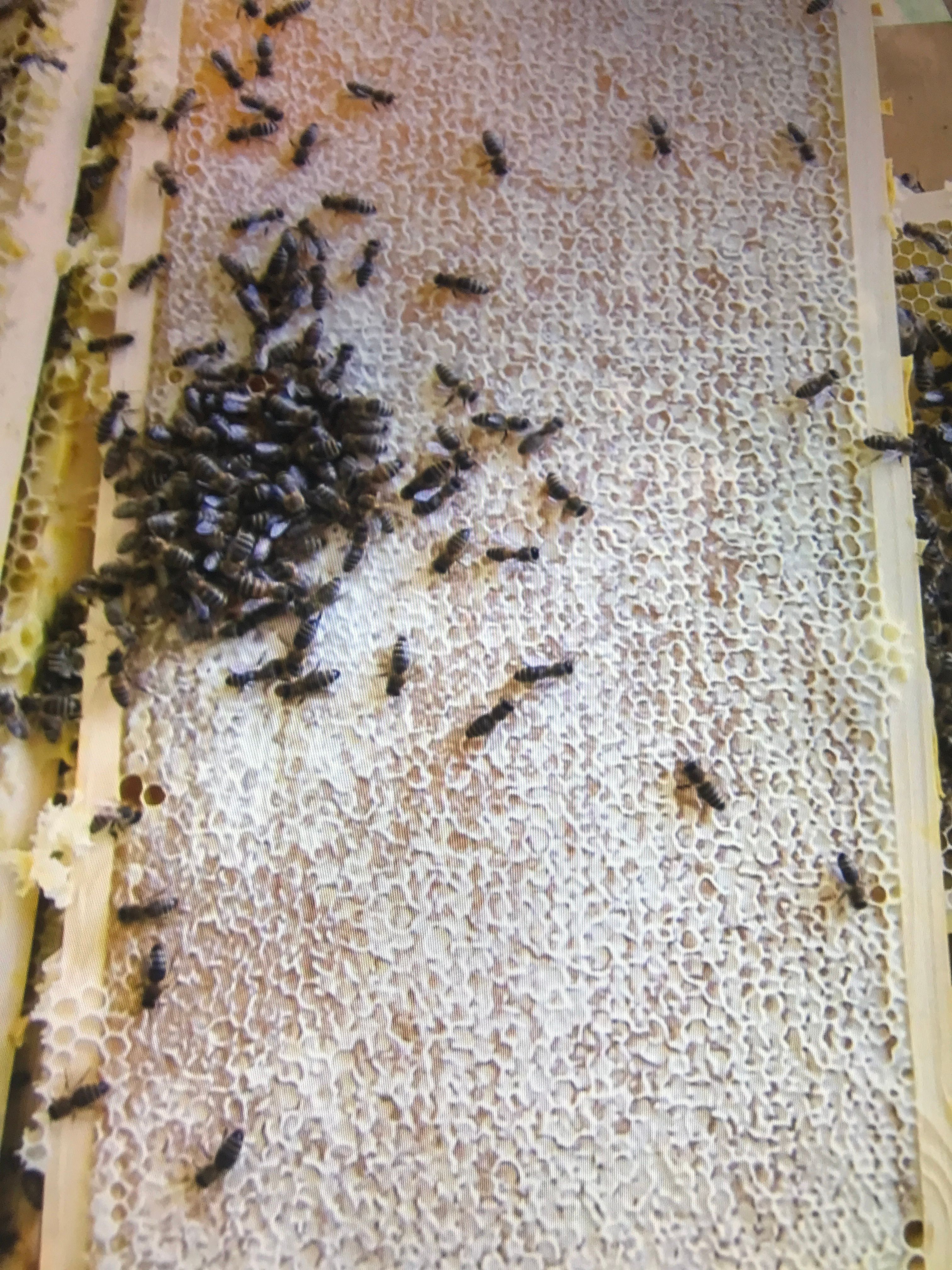 Estrutura de horta vertical feita com paletes de madeira rústica.