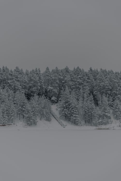 Free A tranquil forest landscape blanketed in snow, capturing winter's serene beauty. Stock Photo