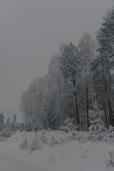 Serene winter forest landscape with snow-covered trees and a foggy atmosphere.