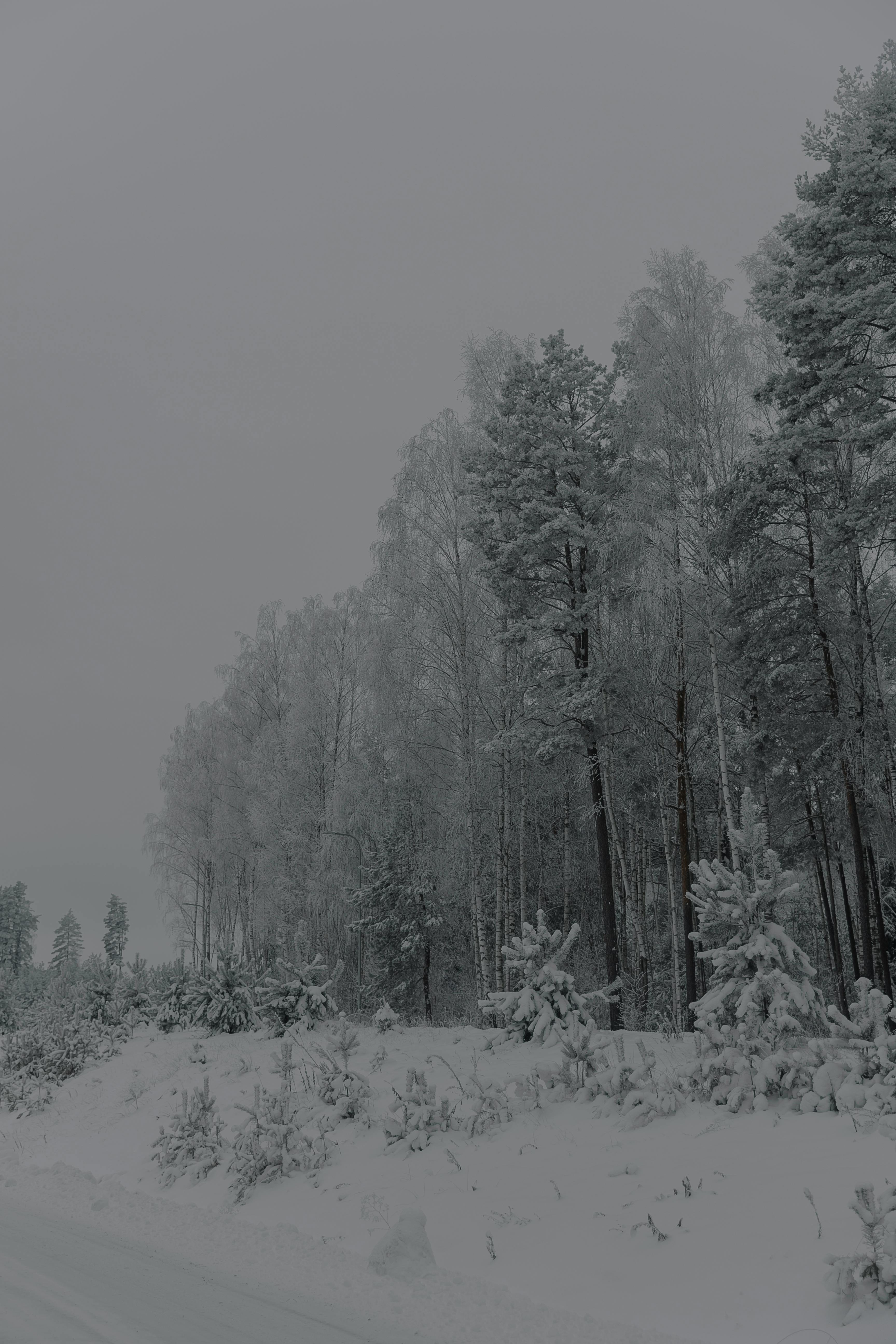 Gratuit Imagine de stoc gratuită din acoperit de zăpadă, alb, arbori Fotografie de stoc
