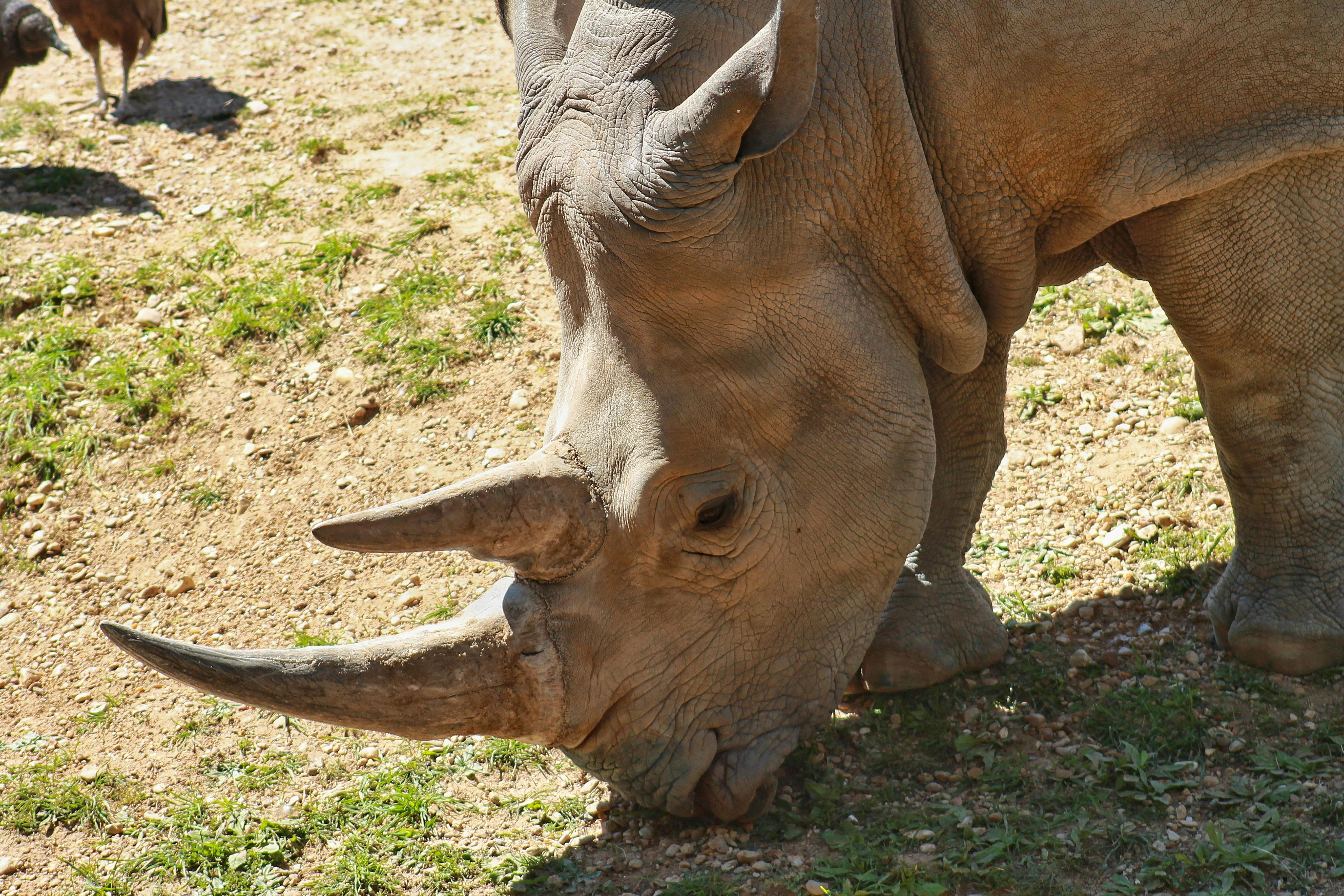 Gratuit Photos gratuites de activité de plein air, animal, animal à cornes Photos