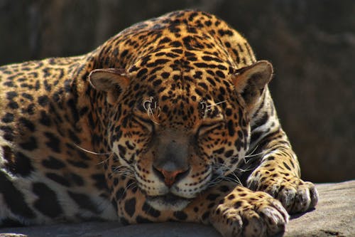 Foto stok gratis binatang, Cheetah, hewan pemangsa