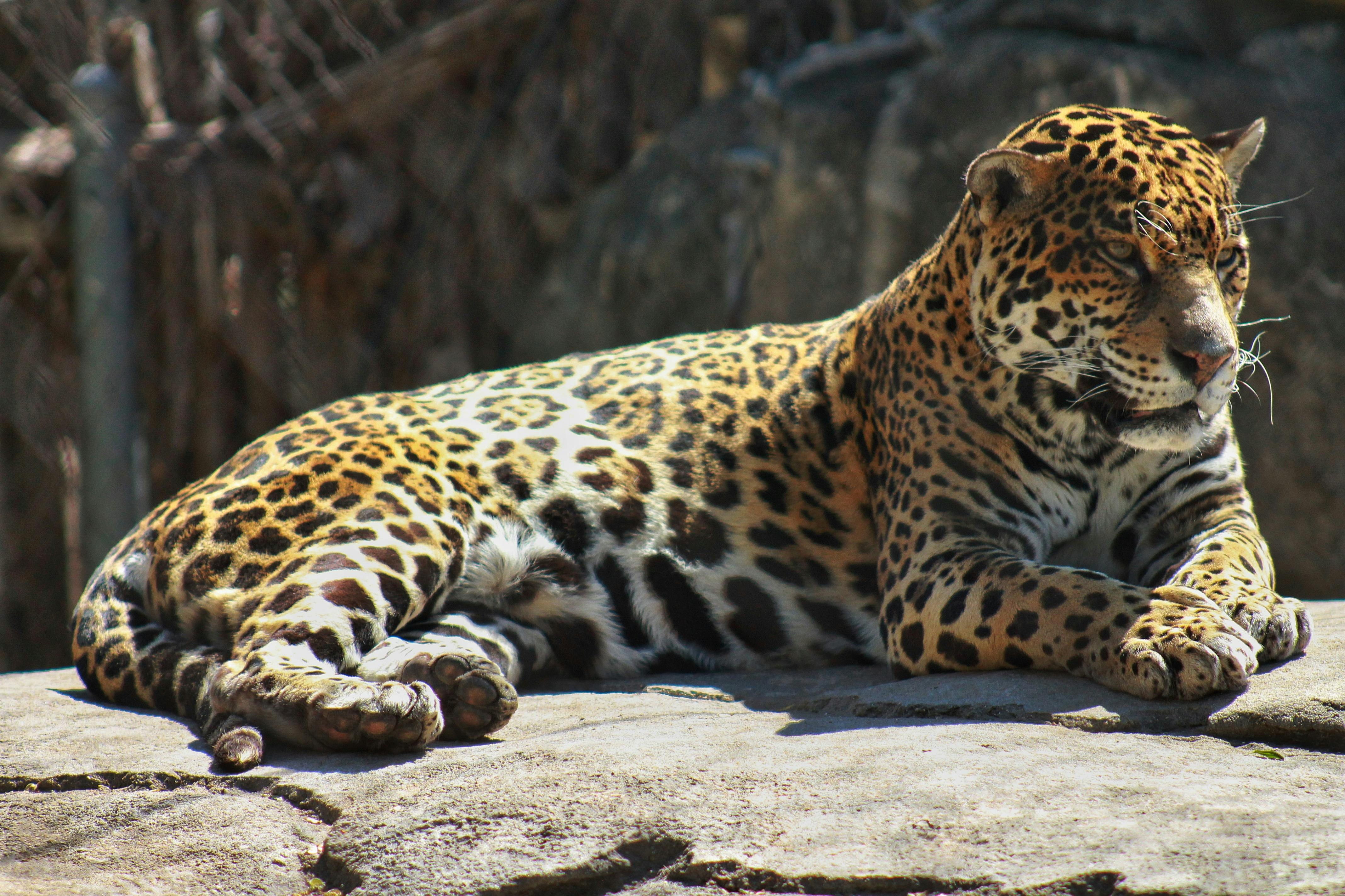 Why do Bengal tigers get furious at white tigers? - Quora