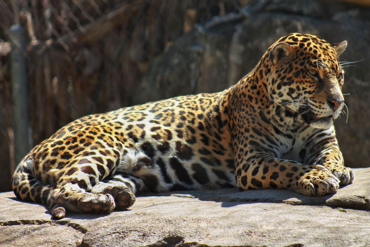 a stunning leopard lounging in the sun showcasing its powerful build a
