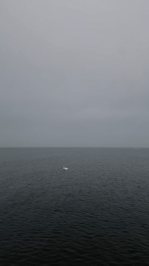 Free Aerial view of a lone swan swimming in the misty calm waters of a lake in Kalngale, Latvia. Stock Photo