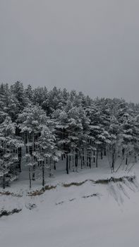 A serene snow-covered forest in Kalngale, Latvia, captured in winter's embrace.