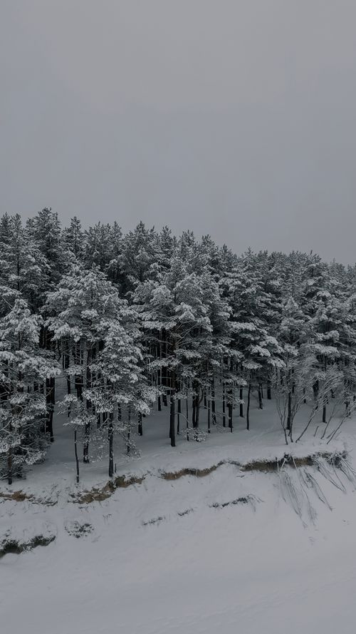 Free A serene snow-covered forest in Kalngale, Latvia, captured in winter's embrace. Stock Photo