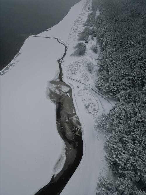 Immagine gratuita di alberi, congelato, fiume