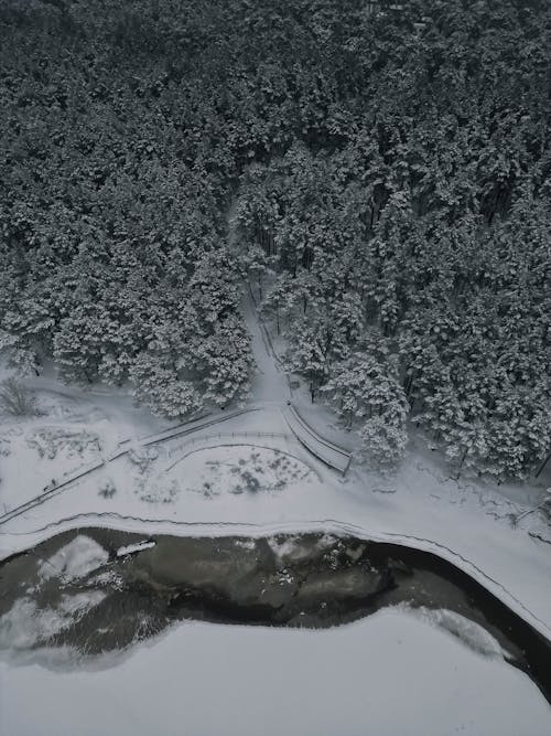 Immagine gratuita di alberi, congelato, fiume