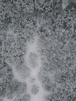Drone view of a snow-laden forest in Kalngale, Latvia, capturing the serene winter landscape.