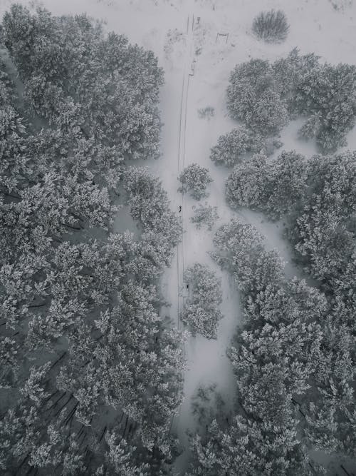 Foto profissional grátis de árvores, com frio, estrada