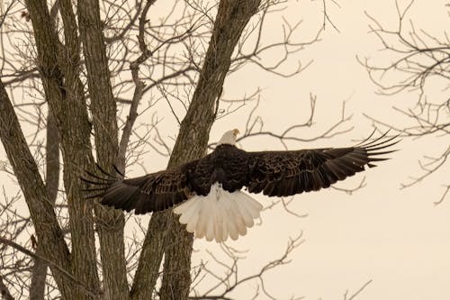 Close up of Eagle Flying