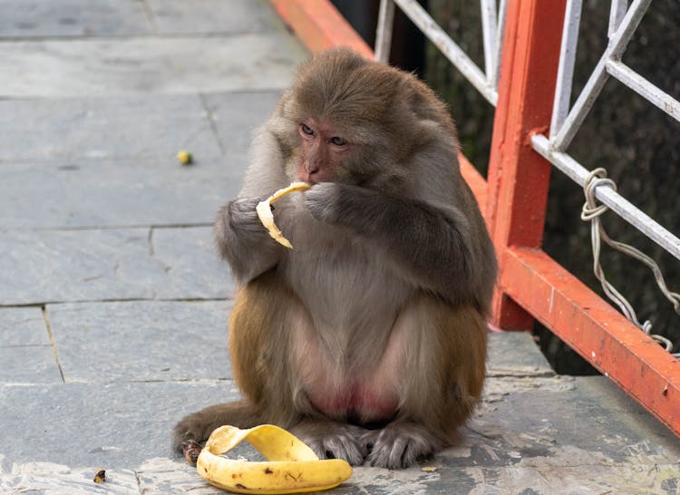 Monkey Eating Banana