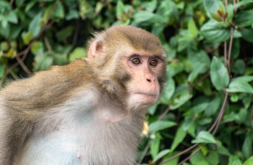 Close up of Monkey