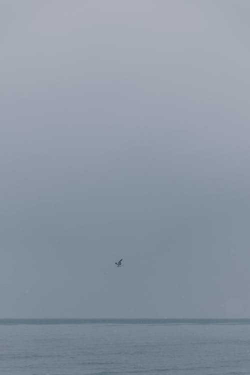 Bird Flying over the Sea on a Winter Day 